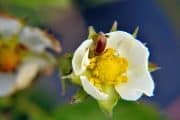 Giftfri odling kan försämra pollineringen av grödor