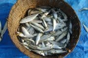 SLU bidrar med kompetens för ett globalt hållbart och rättvist fiske