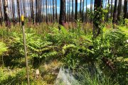 Dramatiska förändringar i växt- och djurliv efter storbranden i Västmanland