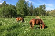 Bete ger näringsrikare vegetation och variation i landskapet