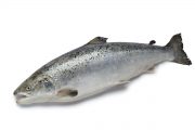 Östersjölaxens storlek och ursprung styr dess utbredning till havs