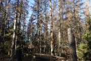 Granbarkborrar i skyddad natur påverkar inte granbarkborreutbrott i stort