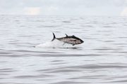 SLU-forskning ska hjälpa den blåfenade tonfisken