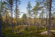 Officiell statistik om den svenska skogen