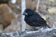 Genetisk studie avslöjar 30 år av Darwinfinkarnas evolution