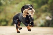 Stora prisskillnader mellan hundpensionat under sportlovet