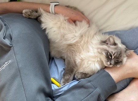 ragdoll terapi